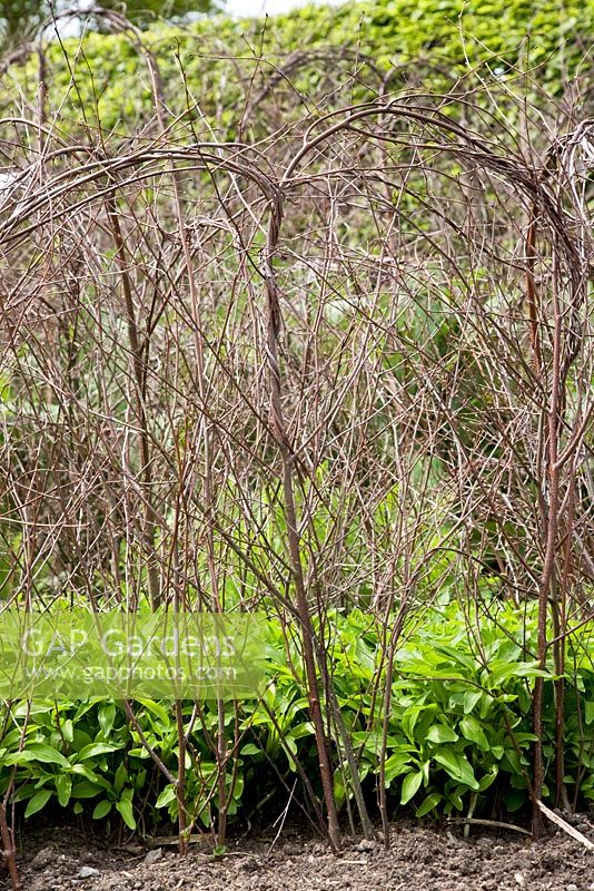 Birch and Hazel plant supports for Alstroemeria brasiliensis in Spring in the herbaceous border at RHS Wisley