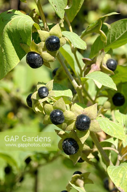 Atropa belladonna - Deadly Nightshade berries