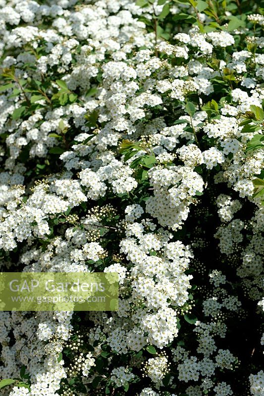 Spiraea arguta - Bridal Wreath in flowers in spring