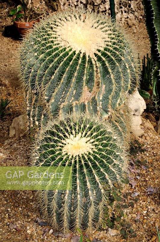 Echinocactus grusonii - Golden Barrel Cactus, Mother-in-Law's Cushion