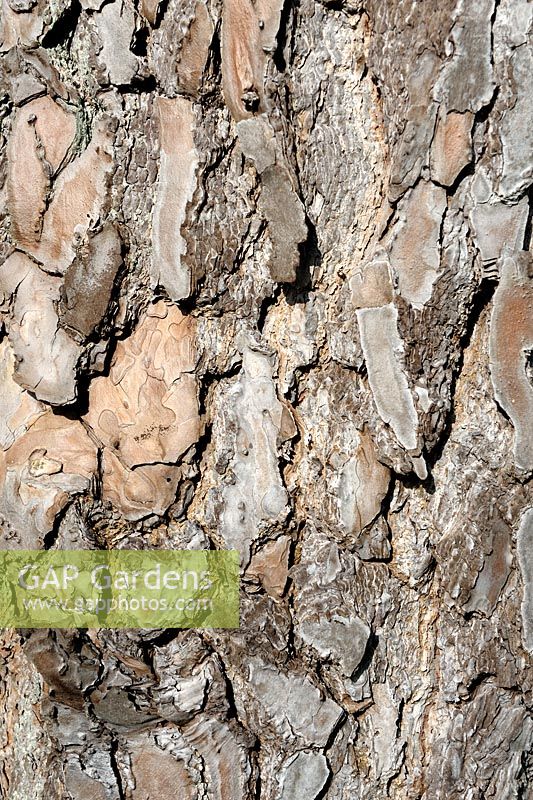 Pinus nigra - Bark detail