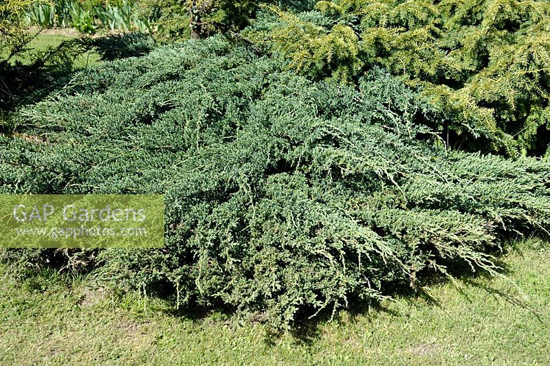 Juniperus chinensis 'Pfitzeriana'