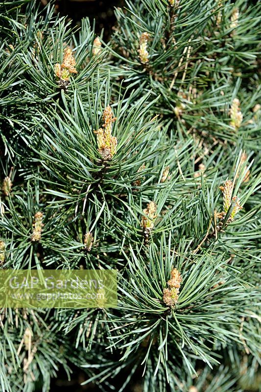 Pinus sylvestris 'Watereri' - Scots Pine