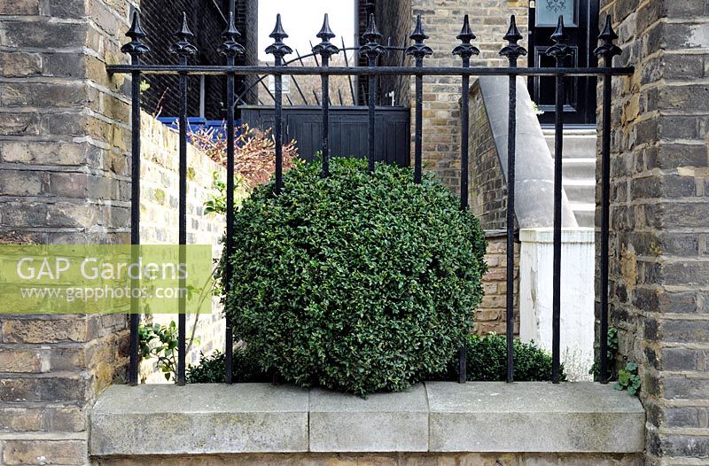 Buxus sempervirens, Box ball growing through wrought iron railings in front garden Highbury, London Borough of Islington