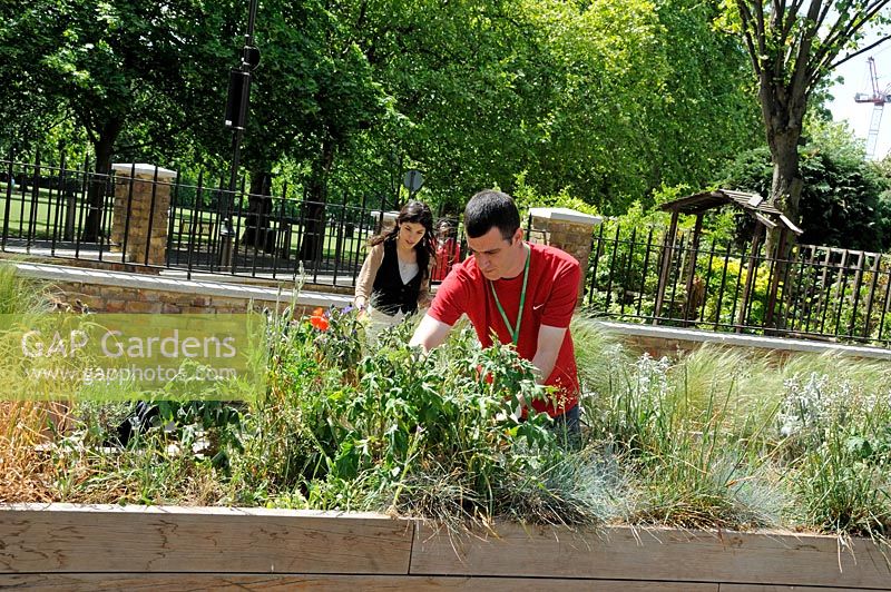 Chris, an apprentice gardener with Islington Council and Laura, a Greenspace officer tidying a wooden street planter which is imaginatively planted up with grasses and wild flowers but has suffered from lack of water, Highbury London UK