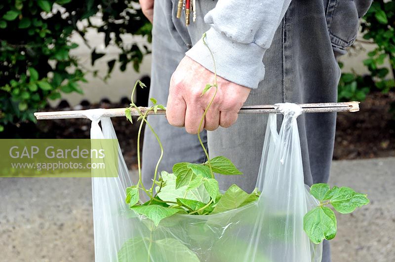 Man carrying Runner Beans along the street in a supermarket carrier bag with cane through top for ease of transporting to his allotment. The tendrils are starting to climb up his hand.
