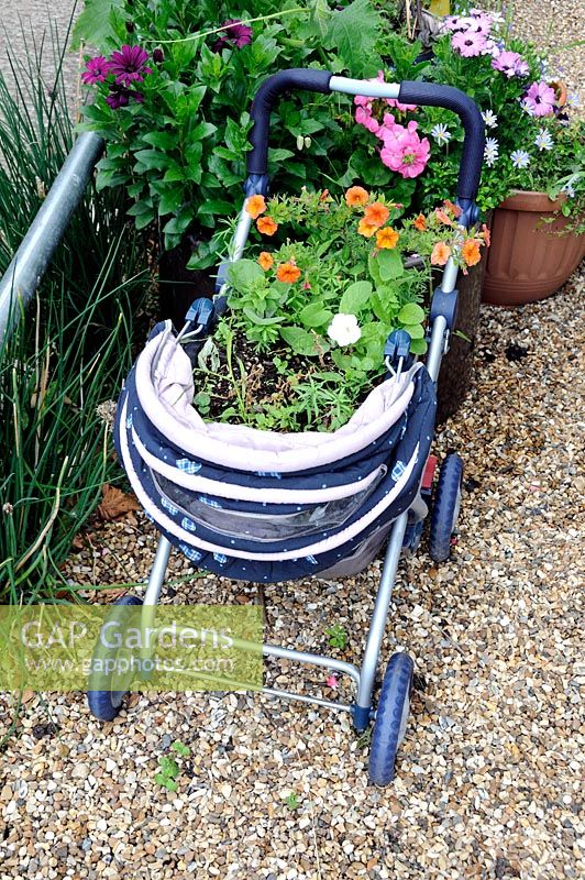 Petunia planted in pushchair