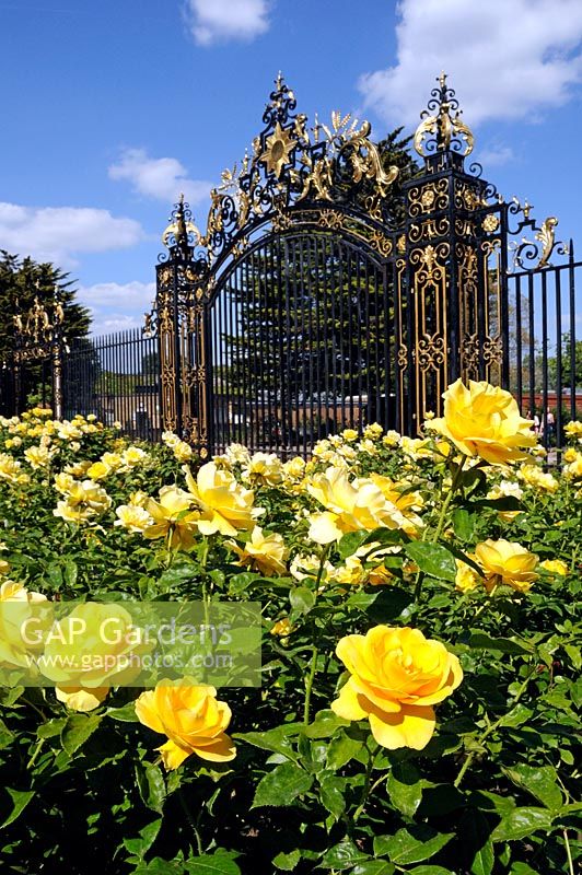 Rosa 'PHAB Gold' with ornate gates of Regent's Park, Central London in background. The rose is named for PHAB, the charity involved with “integrating people with and without physical disabilities”, to celebrate their 40th anniversary.