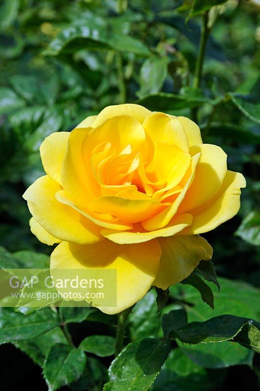 Rosa 'PHAB Gold'. The rose is named for PHAB, the charity involved with “integrating people with and without physical disabilities”, to celebrate their 40th anniversary.