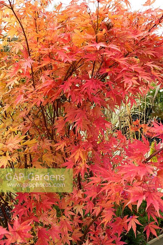 Acer palmatum 'Sango-Kaku' - Japanese Maple in autumn