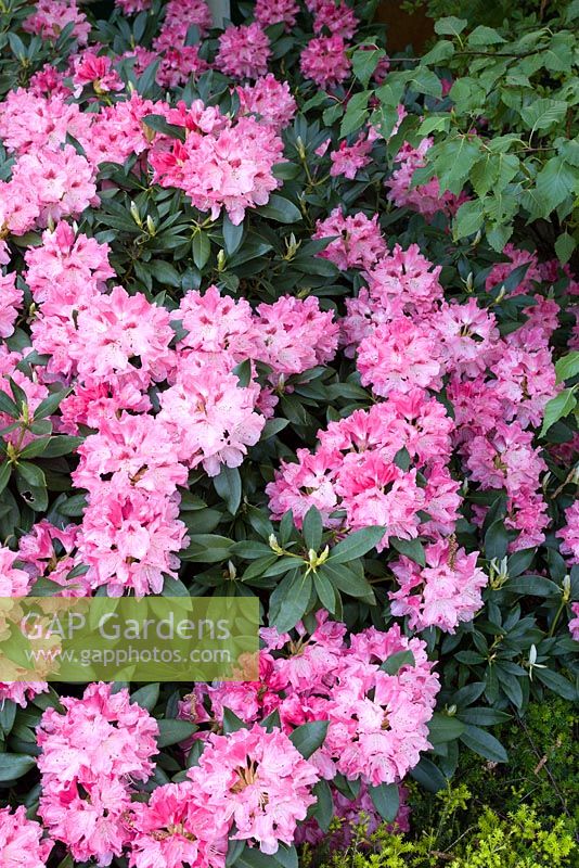 Rhododendron degronianum 'Bad Zwischenahn'