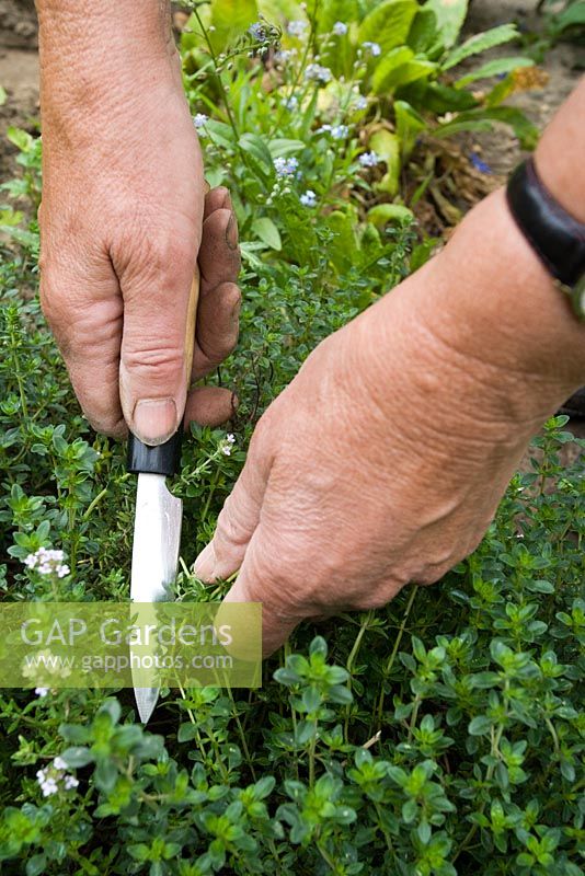 Thymus officinalis - Harvesting Thyme