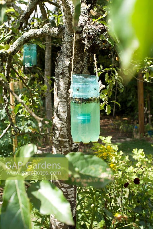 Water-filled plastic bottle suspended in apple tree to catch wasps