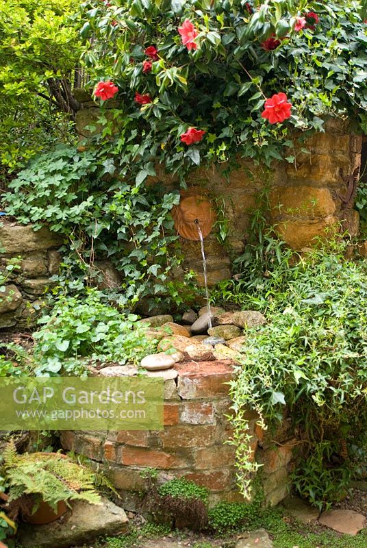 Raised brick and stone water feature with spout in shaded area of garden with Camellia and Hedera at Bliss Lane, Flore, Northamptonshire. The garden is open for The National Garden Scheme