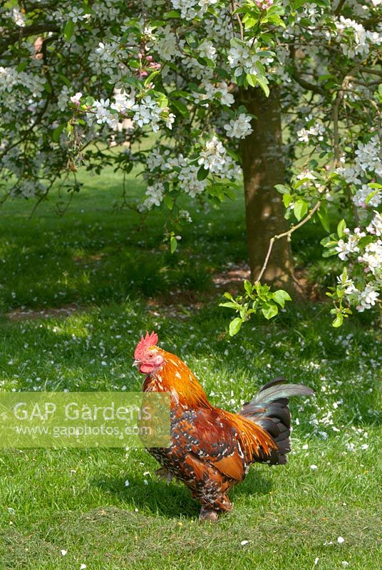 Cockerel by tree with blossom at Coton Manor Garden. The garden is open for The National Garden Scheme.