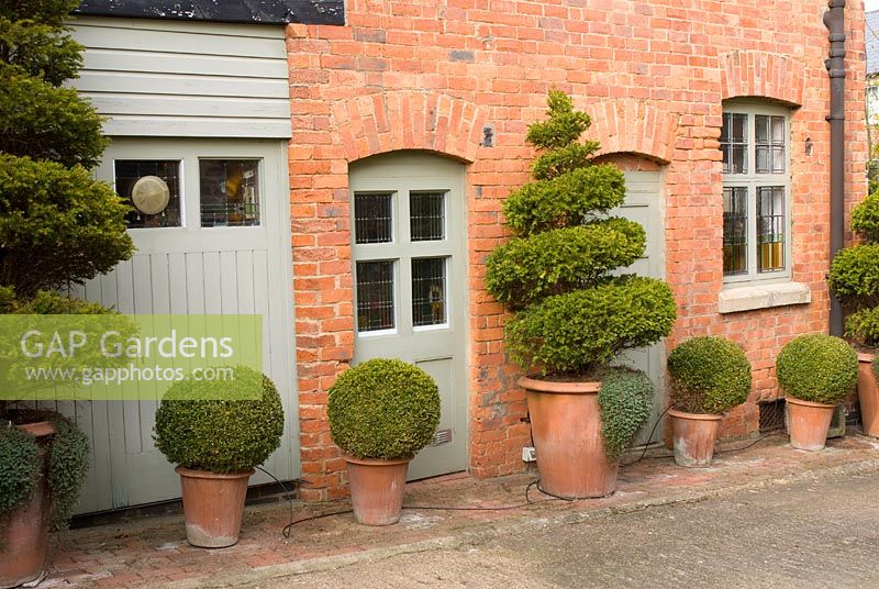 Spiral and ball topiary in terracotta planters alongside of the house at 'The Old Bakery', Flore, Northamptonshire. The garden is open for The National Garden Scheme.