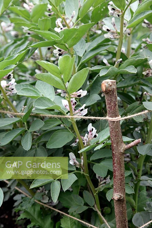 Vicia faba - Broad Bean 'Karmazyn, supported by twin lines of twine