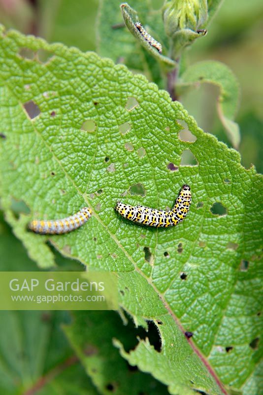 Cucullia verbasci mullein moth larva on Verbascum chauxii