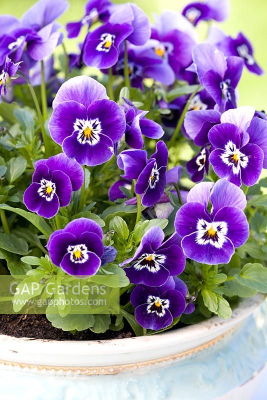 Viola cornuta 'Rocky Blue with Face''