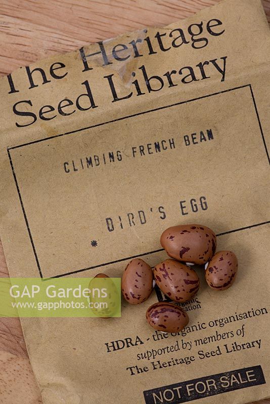 Phaseolus vulgaris. Seeds of Climbing French Bean 'Birds Egg'
