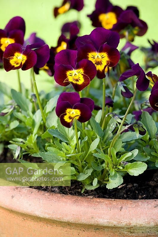 Viola cornuta 'Deltini Purple with Golden Centre'