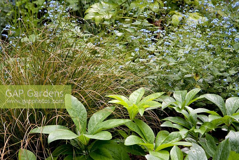 Shady woodland garden with Brunnera macrophylla 'Jack Frost', Helleborus orientalis and Carex