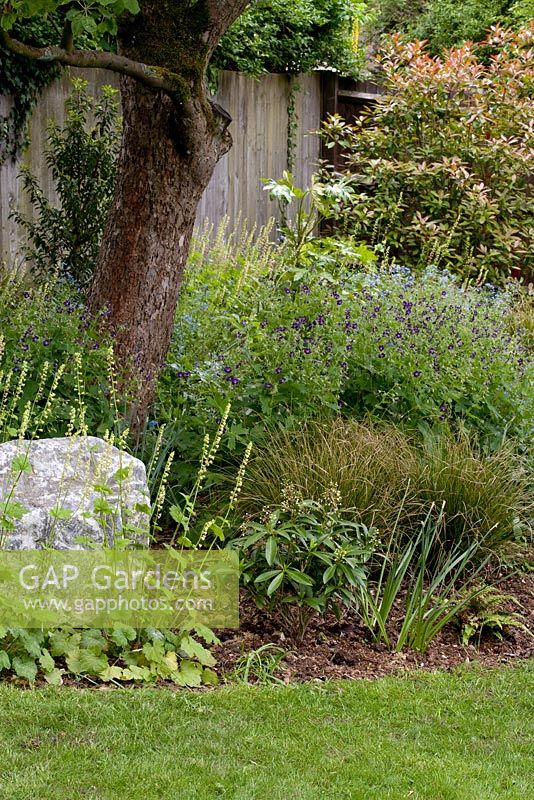 Shady woodland garden with Tellima grandiflora, Brunnera macrophylla 'Jack Frost', Geranium phaeum 'Lily Lovell' and Skimmia x confusa 'Kew Green'