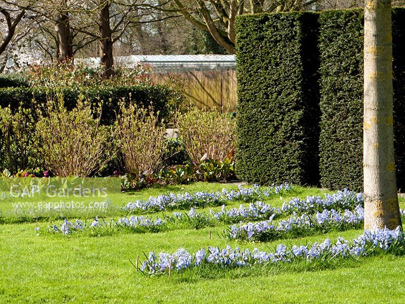 Naturalised lawn with of Chionodoxa luciliae 'Blue', Chionodoxa luciliae 'Alba', Anemone blanda 'White Splendor' and Muscari azureum 'Album'. Taxus baccata hedge and Bergenia. Mien Ruys Tuinen, Dedemsvaart, Netherlands 