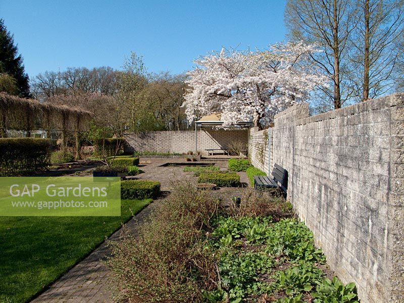 Spring garden with paved patio, clipped box beds, flowerbeds and flowering cherry tree. Mien Ruys Tuinen, Dedemsvaart, Netherlands 