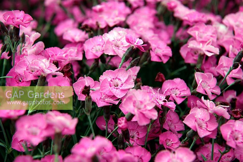Dianthus 'Whatfield Joy' - Dwarf Pink