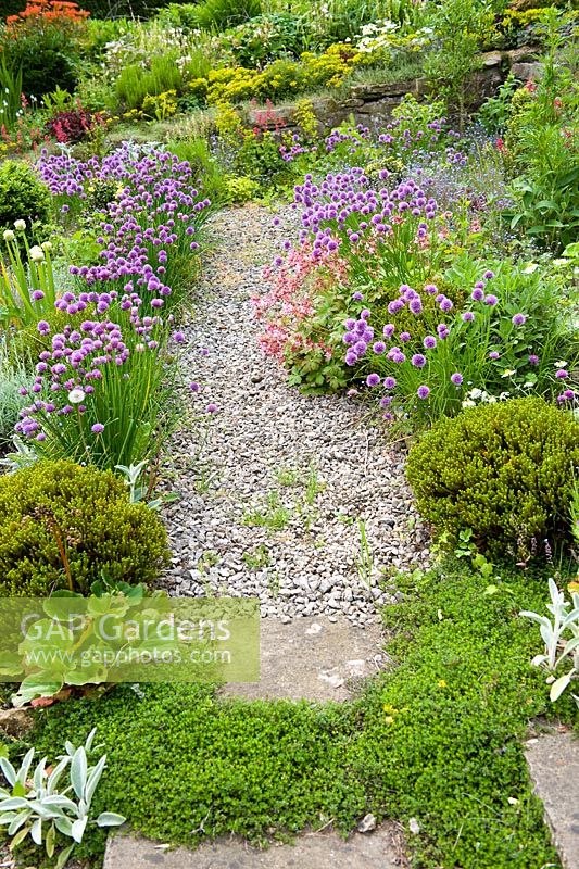 Low growing flower and herb beds with chives, allium, forget me nots, sage, thyme and conifers, seperated by gravel pathways at Cherry Hill garden. Sedum softens the stone flags in the foreground.