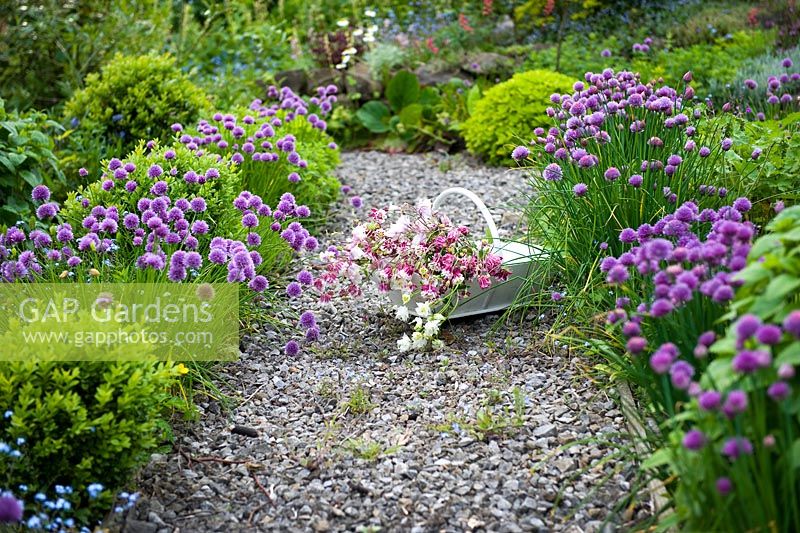 Cut flowers of Aquilegia in a white wooden trug on a gravel path bordered by chives in flower in the garden of Cherry Hill