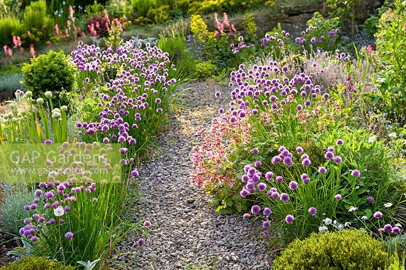 Low growing flower and herb beds with chives, allium, forget me nots, sage, thyme and conifers, seperated by gravel pathways at Cherry Hill garden. 