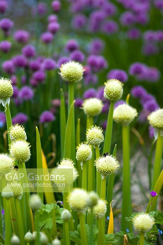 White flowering alliums with chives in flower beyond
