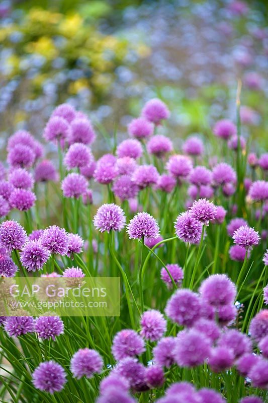 Flowering chives with forget me nots beyond