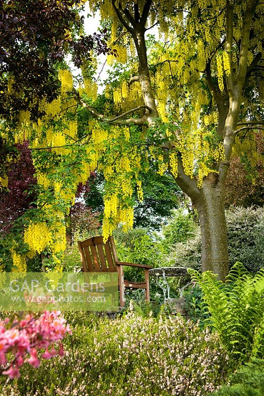 Seating beneath a Laburnum tree at Cherry Hill garden