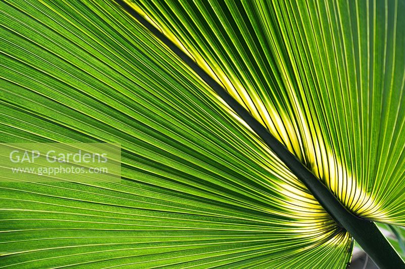 Sabal bermudana - Bermuda Palmetto. Bibby tree leaf