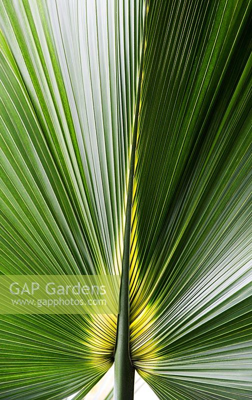 Sabal bermudana - Bermuda Palmetto. Bibby tree leaf
