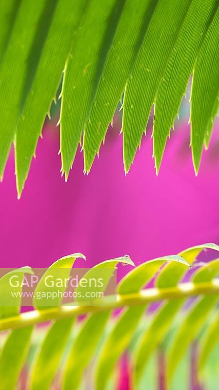 Dioon Spinulosum - Giant Dioon or Gum palm leaf abstract