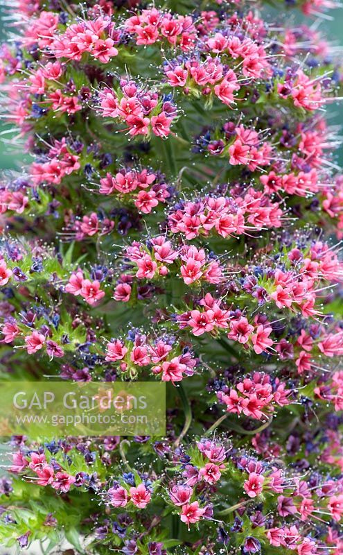 Echium Wildpretii - Tower of jewels / Tenerife bugloss