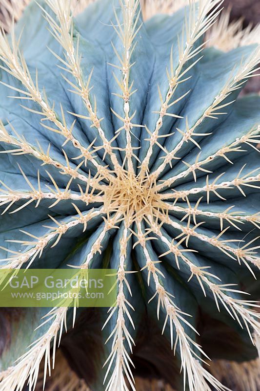 Ferocactus Glaucescens - Barrel cactus
