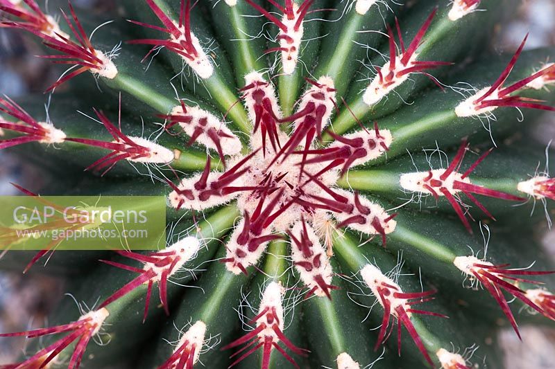 Ferocactus Pilosus - Mexican Lime Cactus