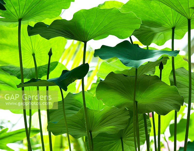 Nelumbo nucifera - Lotus leaves