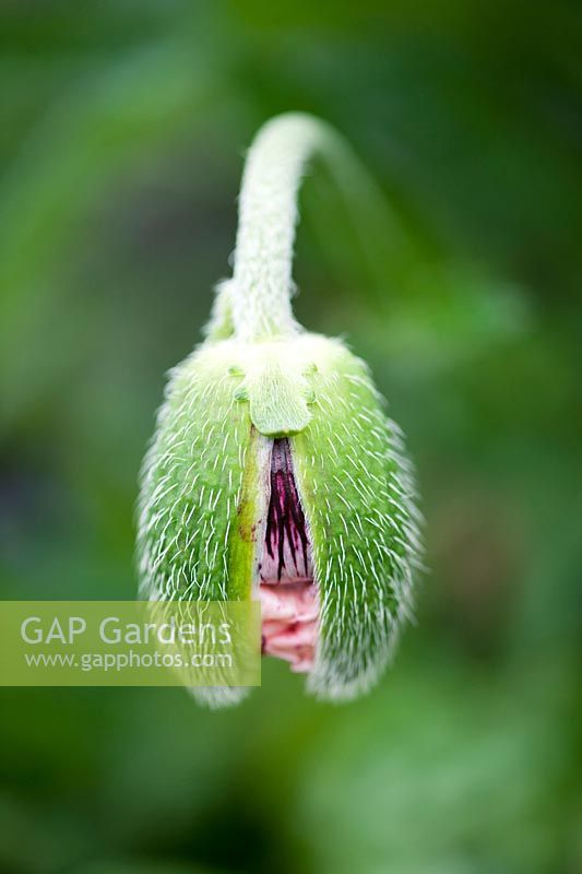 Papaver orientale 'Carneum' - Oriental poppy emerging from bud 