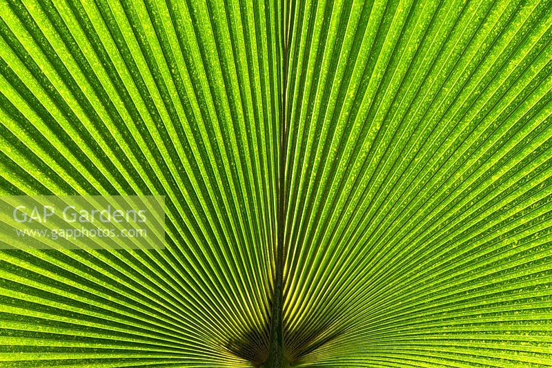 Pritchardia Schattaueri - Giant Pritchardia leaf