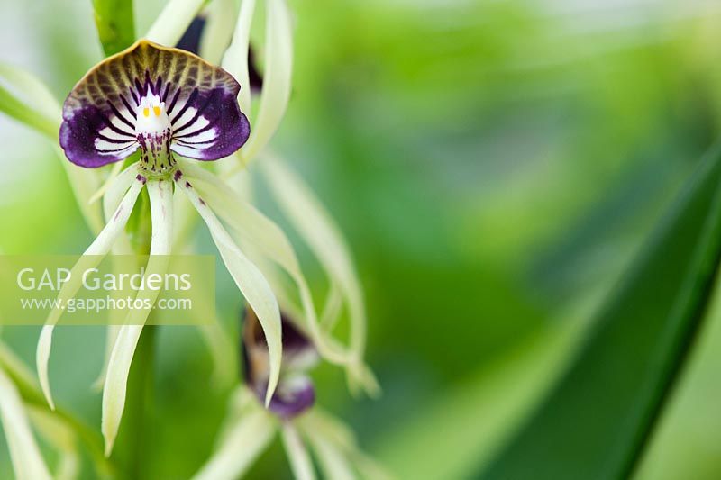 Prosthechea cochleata - Cockle shell orchid flowers