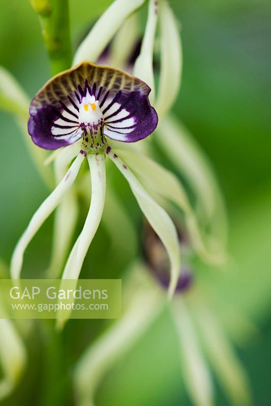 Prosthechea cochleata - Cockle shell orchid flowers
