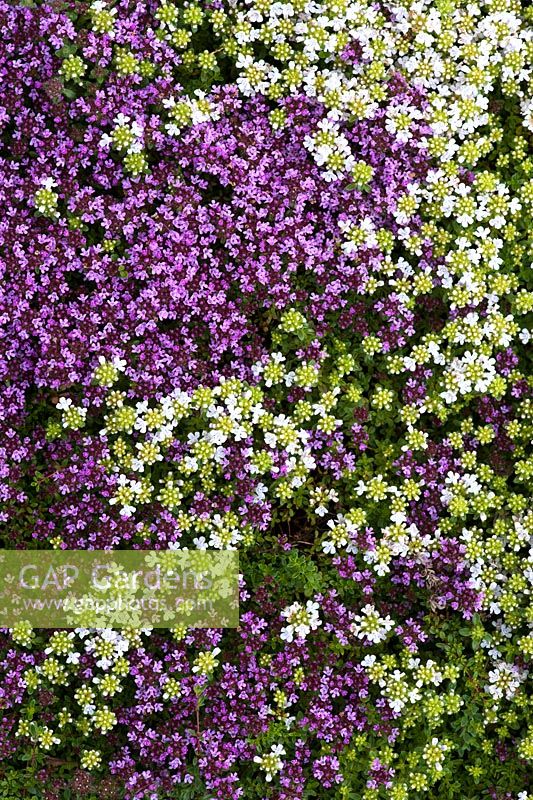 Thymus serpyllum 'Pink Chintz' and Thymus serpyllum 'Snowdrift' - Flowering Breckland Thyme