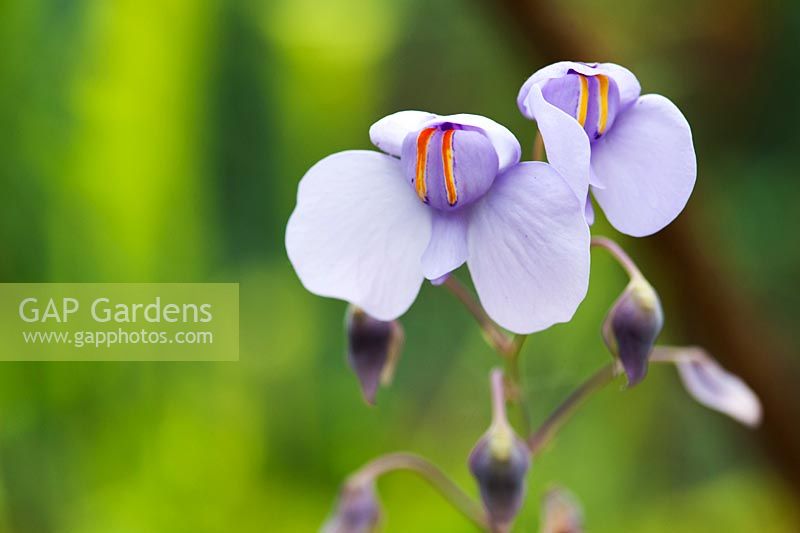 Utricularia Reniformis - Bladderwort