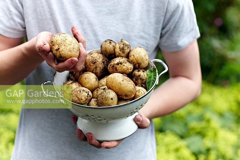 Young person holding freshly harvested potatoes, variety 'Swift'